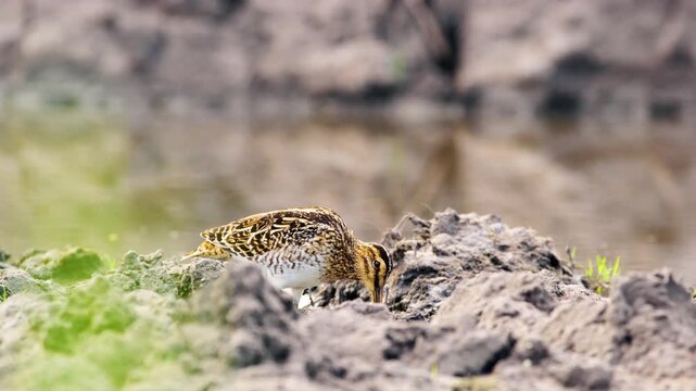 A common snipe (Gallinago gallinago) foraging near a pond. Botswana, South Africa. 