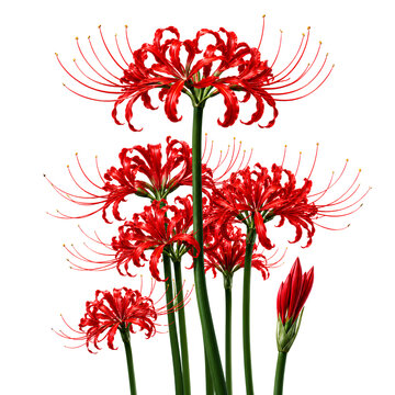 Red Spider Lily PNG Transparent Background | Lycoris Radiata Flower Isolated 8K Botanical Clipart