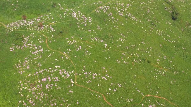 【4Kドローン映像】秋吉台カルスト台地の絶景 ― 日本最大級の石灰岩台地を空から望む
