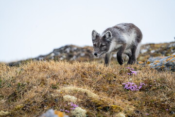 Fototapeta premium Arctic fox (Vulpes lagopus) in Gnalodden, Svalbard, Norway