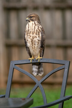 Juvenile Red-shouldered hawk