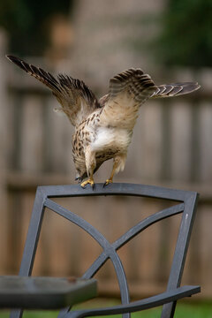 Juvenile Red-shouldered hawk