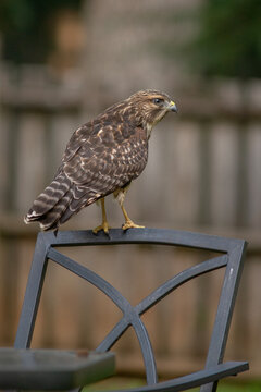Juvenile Red-shouldered hawk