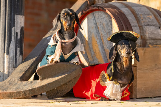 Two black and tan dachshund dogs in historical pirate naval costumes posing together beside rustic wooden wine barrels.
