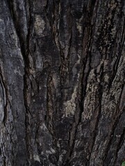Fototapeta premium A full-frame image showcasing the rugged texture and layered patterns of tree bark