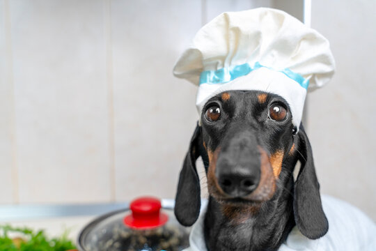 Black and tan dachshund dog in a white chef hat sitting in a kitchen ready to cook in a funny humorous scene