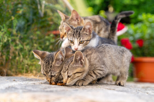 Group of grey tabby kittens gathered together eating on a sunlit stone surface in a rustic outdoor courtyard.