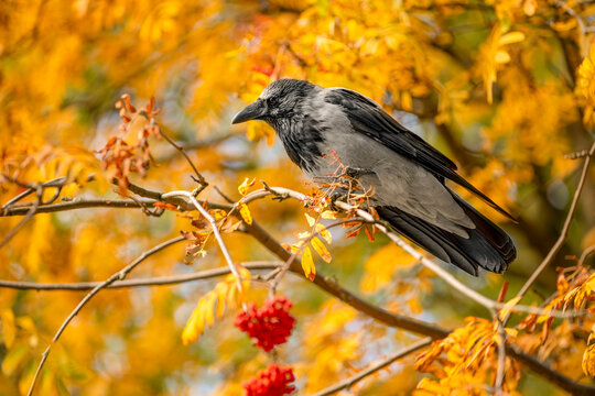 Grey and black hooded crow perched on an autumn branch with red berries amid glowing golden foliage.