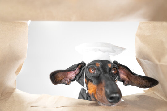 Funny black dachshund dog wearing a white chef hat peeking out of a paper bag with floppy ears for a humorous cooking concept