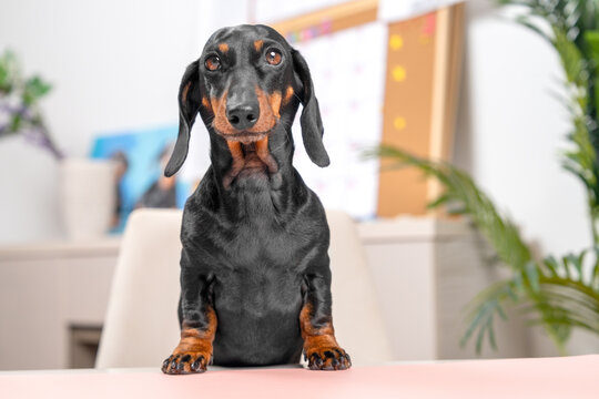 Calm dachshund dog sitting upright on a soft pink surface and looking forward in a bright cheerful home interior setting