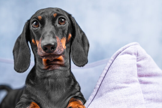 A close-up portrait of a black and tan dachshund with a soft, calm expression on his face against a soft blue background, lying quietly in a bed