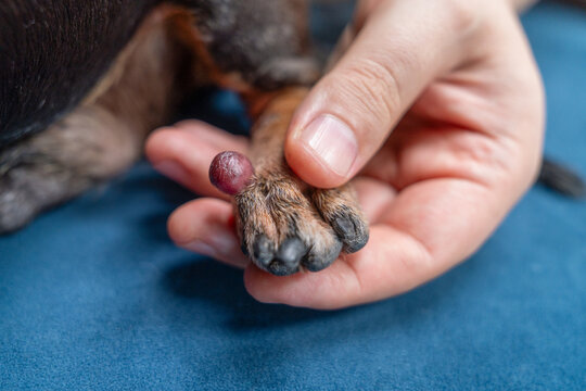 Owner hand gently examining a swollen red growth on a dachshund dog paw over a blue blanket for a careful at home health check