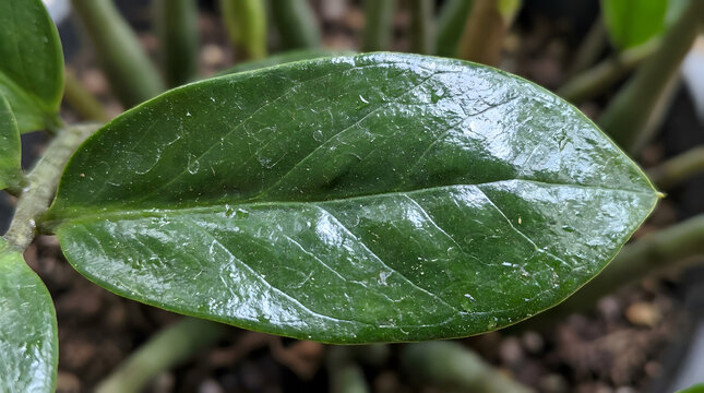 Glossy green leaf of a ZZ plant close-up showcasing its smooth, shiny texture