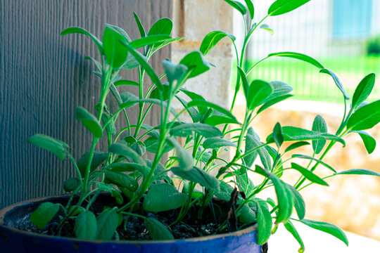 Sage plants growing in a home garden. 