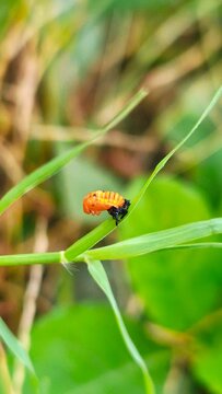 ladybug larva
