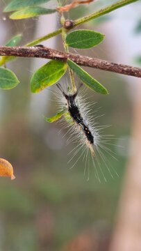 caterpillar on a tree branch