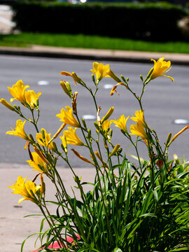Yellow flowers growing in public next to a street.