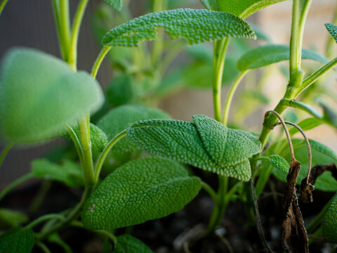 Close up of fresh sage growing in a garden. 