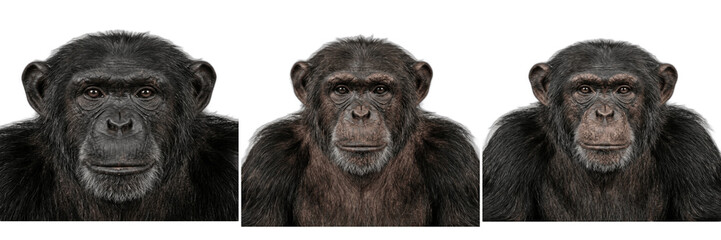 Chimpanzee portrait set isolated on transparent background. Realistic wild ape monkey face graphic elements for wildlife conservation posters, educational biology infographics, jungle safari designs,  © Qari