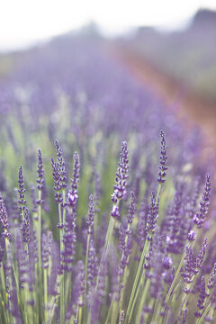 Lavender field. Blossom summer field