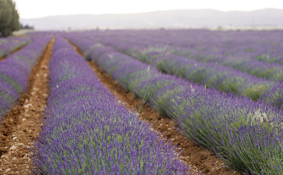 Lavender field. Blossom summer field