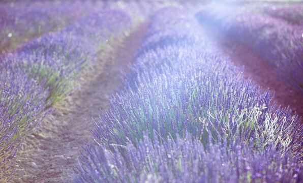 Lavender field. Blossom summer field