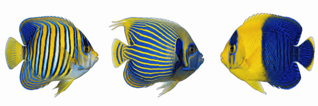 Tropical Angelfish Set, Royal Angelfish and Bicolor Angel Fish Clipart, Exotic Yellow and Blue Marine Reef Fish, Isolated Sea Life Fauna Graphics for Aquarium, Ocean Theme, and Educational Designs PNG