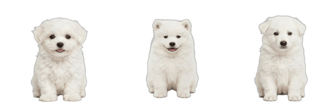 Cute White Puppy Set, Fluffy Bichon Frise, Samoyed, and Pomeranian Domestic Dog Breeds sitting, Adorable Little Canines Isolated Clipart Graphic for Pet Care, Veterinary Banner, and Animal Lover Desig