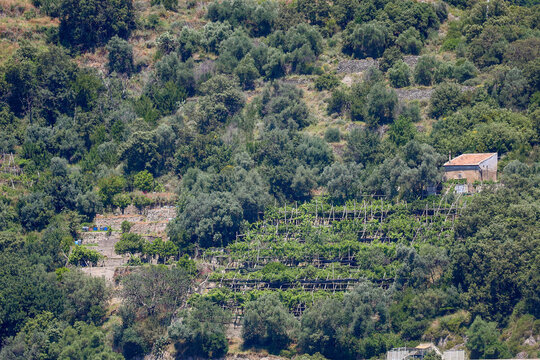A stone farmhouse on a steep Mediterranean hillside near Erchie, surrounded by dense olive trees and chestnut wood pergolas supporting terraced agricultural groves on the Amalfi Coast, Italy.