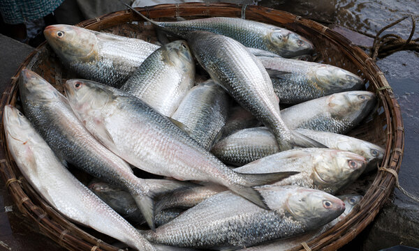 Fresh Padma River Hilsa Fish in Traditional Bamboo Basket at Bangladeshi Riverside Fish Market