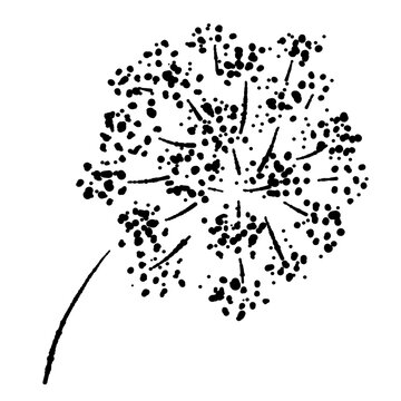 Single Curly Parsley Sprig Black and White Vector
