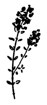Detailed Thyme Flower Stem Black and White Vector