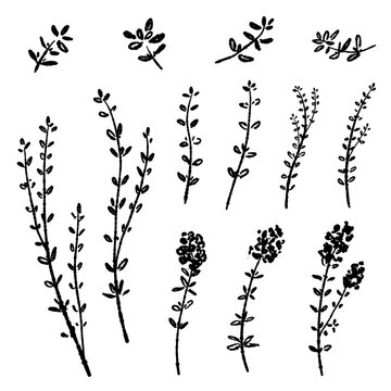 Set of Monochrome Thyme Sprigs and Flowers Vector