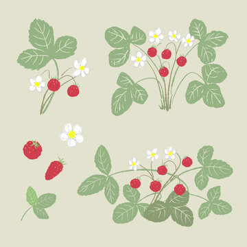 Wild Strawberry Pattern Set on Beige