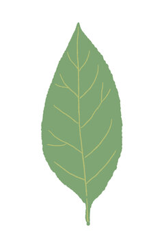 Single Bay Leaf Isolated Vector