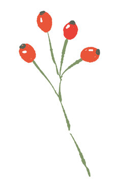 Rose Hip Branch with Red Fruits