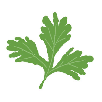 Single Fresh Coriander Leaf Vector