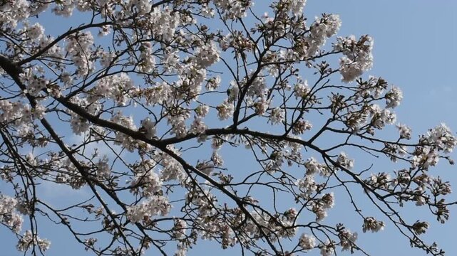 風に揺れる桜と鳥の鳴き声