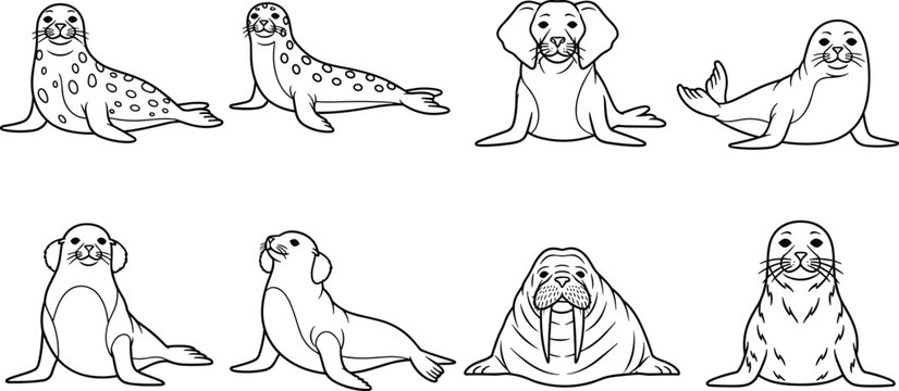 Seal and Walrus Coloring Page Line Art Set with Harbor Seal Fur Seal and Walrus Outline Icons for Arctic and Ocean Designs