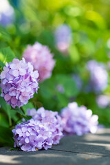 Obraz premium Purple Hydrangea Blossoms on Paved Walkway With Soft Green