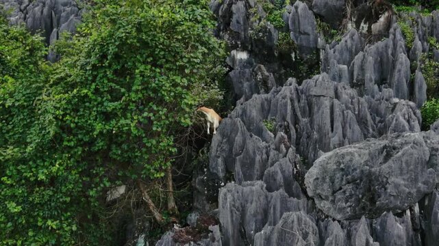 Agile Mountain Goats Climb Rugged Limestone Formations With Ease. Vigorous Goats Skillfully Navigate Treacherous Limestone Cliffs Amidst Creeping Vines And Rugged Terrain