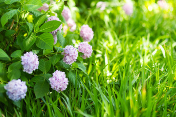 Fototapeta premium Pink Hydrangea Blossoms in Green Garden with Soft Background