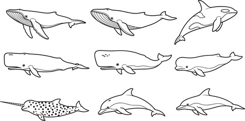 Whale and Dolphin Species Line Art Vector Set with Orca, Narwhal, Sperm Whale, and Dolphin Outline Illustrations © MdMustak