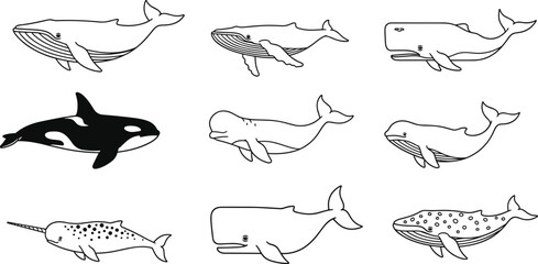 Whale Species Coloring Page Line Art Set with Humpback Orca Silhouette Beluga Narwhal and Sperm Whale Outline Icons Collection © MdMustak