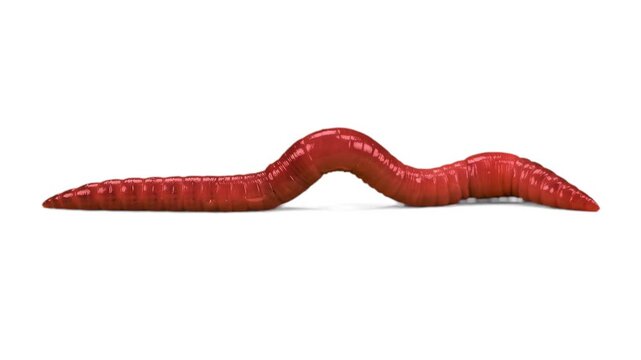 A realistic 3D red earthworm moving in a classic crawling arch motion, isolated on a clean white background. Excellent for scientific presentations, agricultural commercials, fishing gear promo materi
