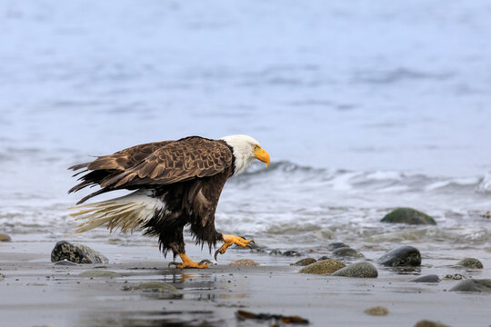 American bald eagle walking towards the ocean, talons raised