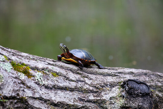 Painted turtle on a log