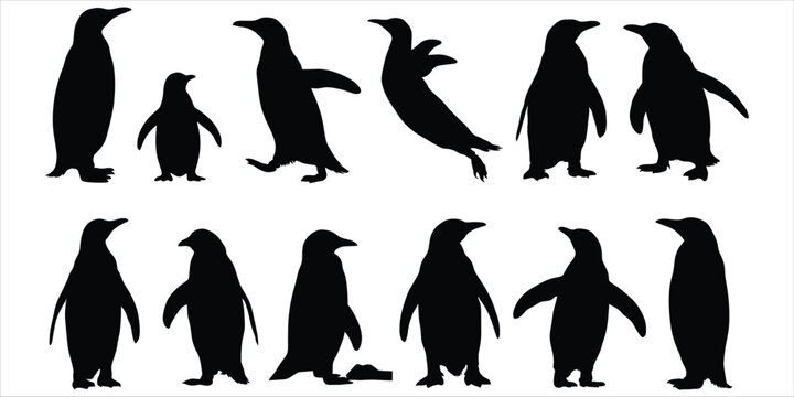 Collection of black silhouette penguins in various poses on a white background Keywords: penguin, animal, wildlife, bird