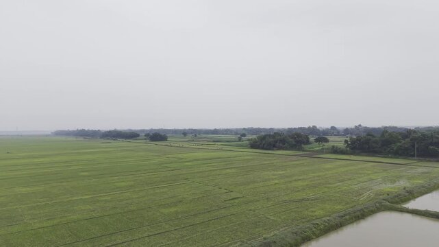Drone video overlooking Chapaigachi Beel, a seasonal wetland where agricultural land has expanded due to reduced water levels. Features rural scenery, vegetation, and open countryside.