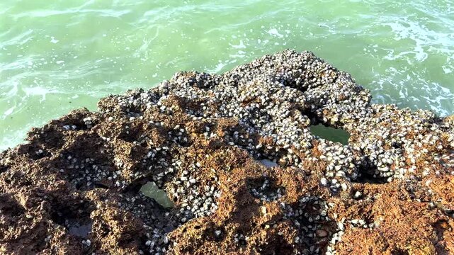 Close-up of barnacled volcanic rock and shallow seawater at low tide
